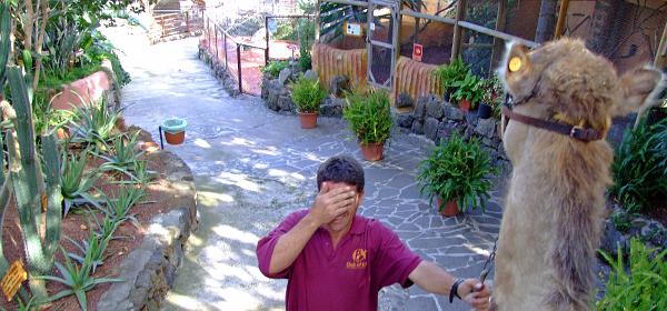 Oasis del Valle La Orotava 24