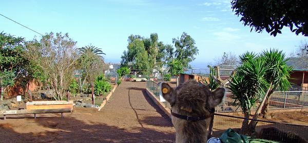 Oasis del Valle La Orotava 25