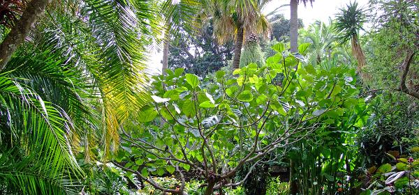 Jardin Botanico Puerto de la Cruz 000