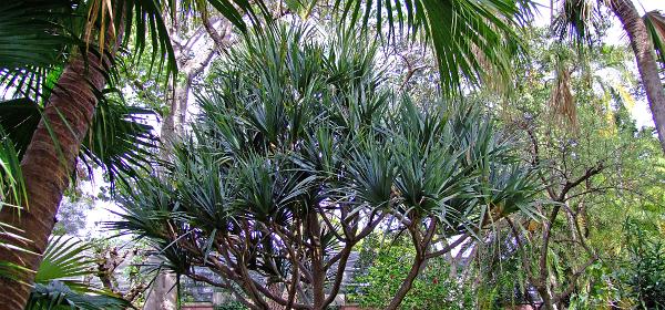 Jardin Botanico Puerto de la Cruz 006