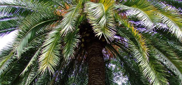 Jardin Botanico Puerto de la Cruz 008