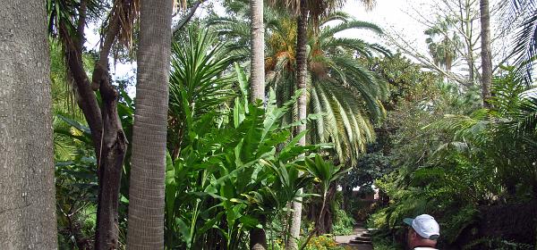 Jardin Botanico Puerto de la Cruz 016