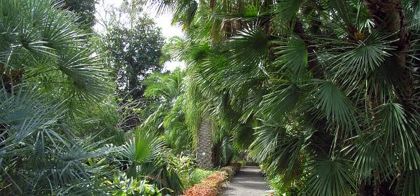 Jardin Botanico Puerto de la Cruz 022