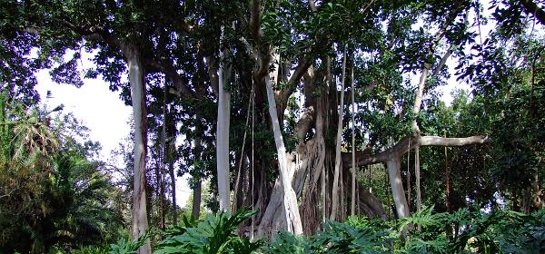 Jardin Botanico Puerto de la Cruz 039