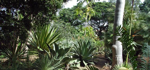 Jardin Botanico Puerto de la Cruz 060