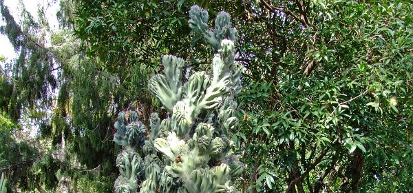 Jardin Botanico Puerto de la Cruz 065