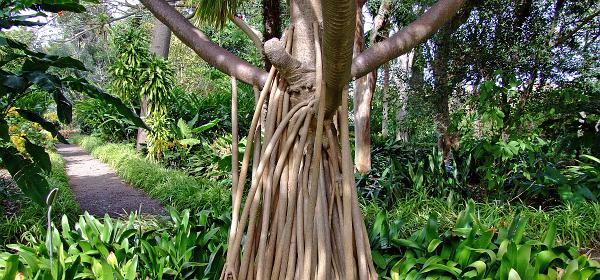 Jardin Botanico Puerto de la Cruz 078