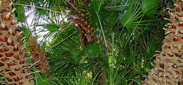 Jardin Botanico Puerto de la Cruz 085