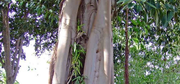Jardin Botanico Puerto de la Cruz 088