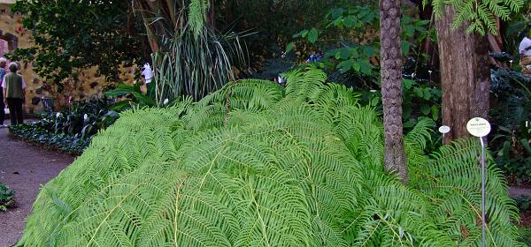 Jardin Botanico Puerto de la Cruz 089