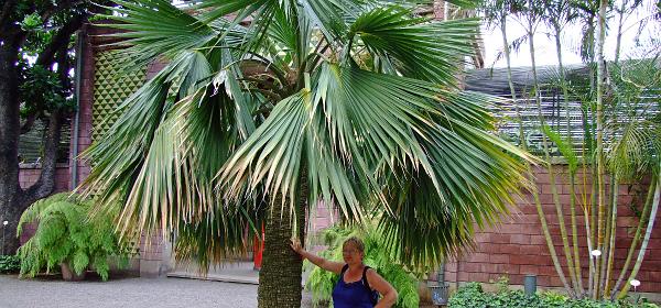 Jardin Botanico Puerto de la Cruz 097