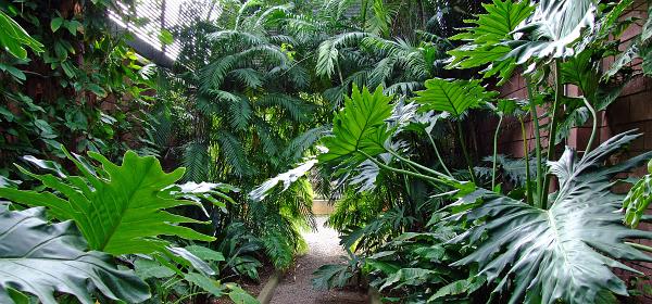 Jardin Botanico Puerto de la Cruz 100