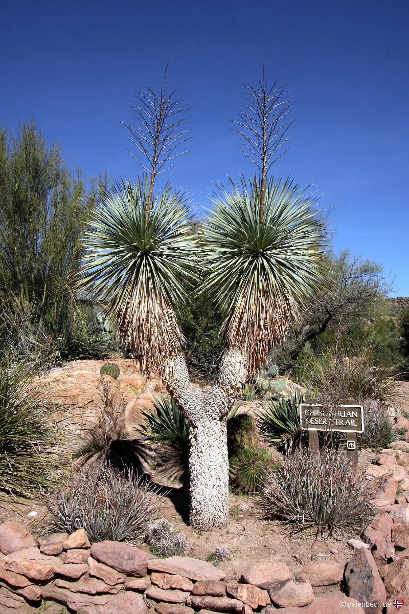 Boyce Thompson Arboretum