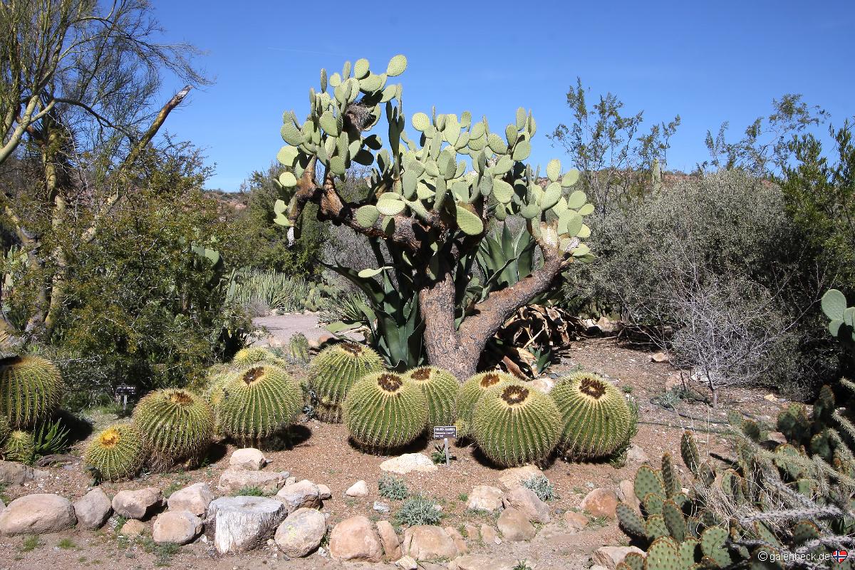 Boyce Thompson Arboretum