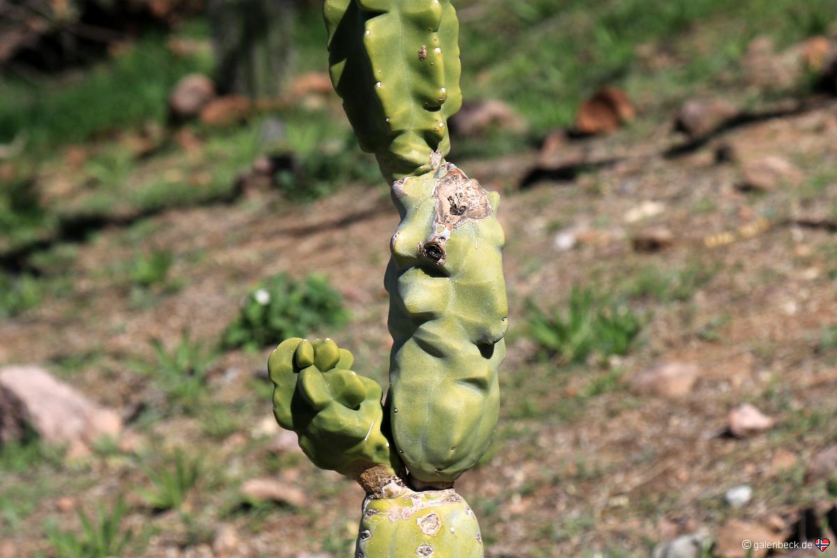 Boyce Thompson Arboretum