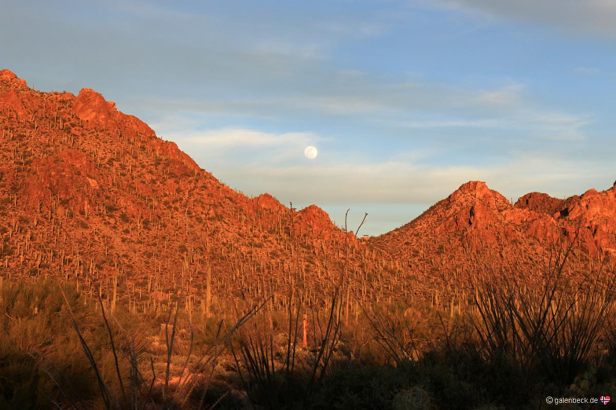 Saguaro National Park Sunset