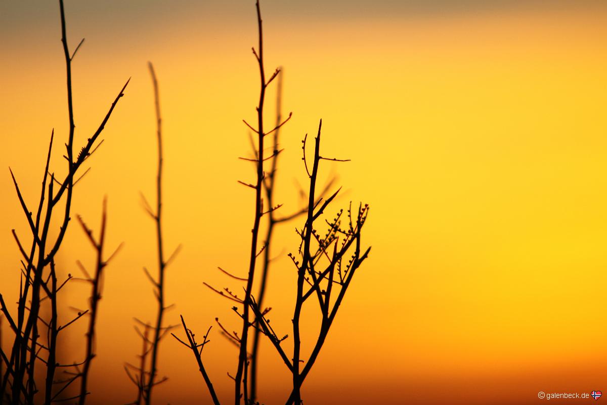 Saguaro National Park Sunset