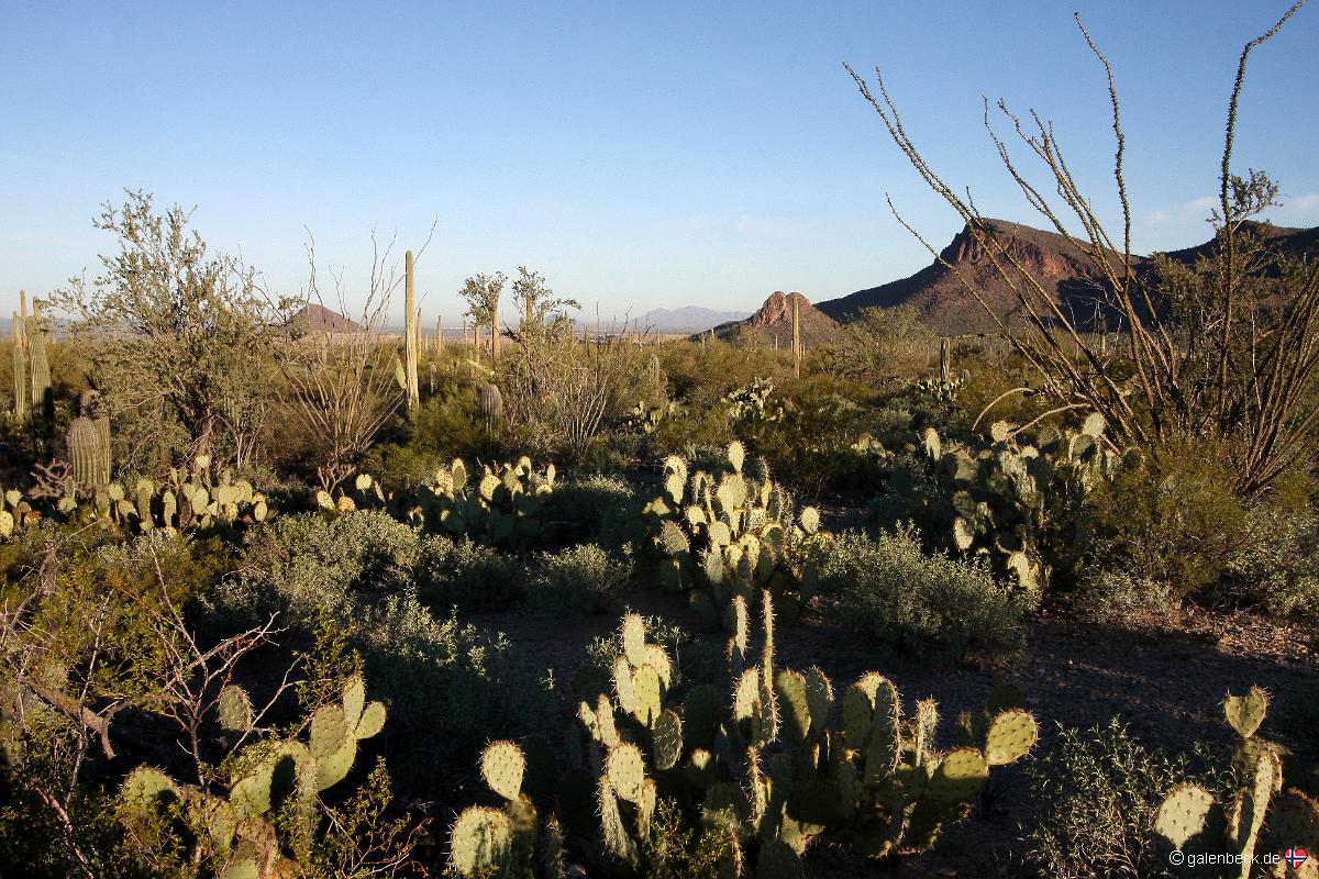 Saguaro National Park Golden Gate Road