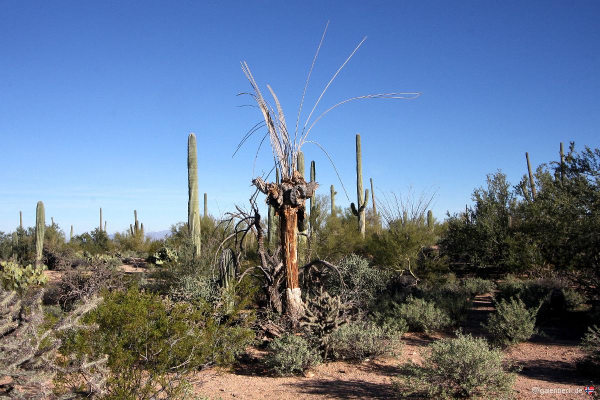 Saguaro National Park Golden Gate Road