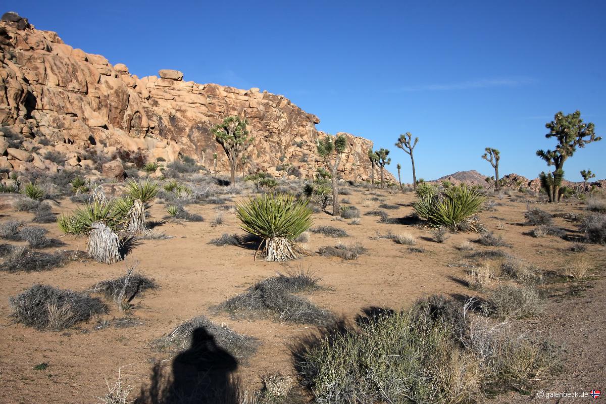 Joshua Tree National Park
