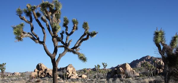 Joshua Tree National Park