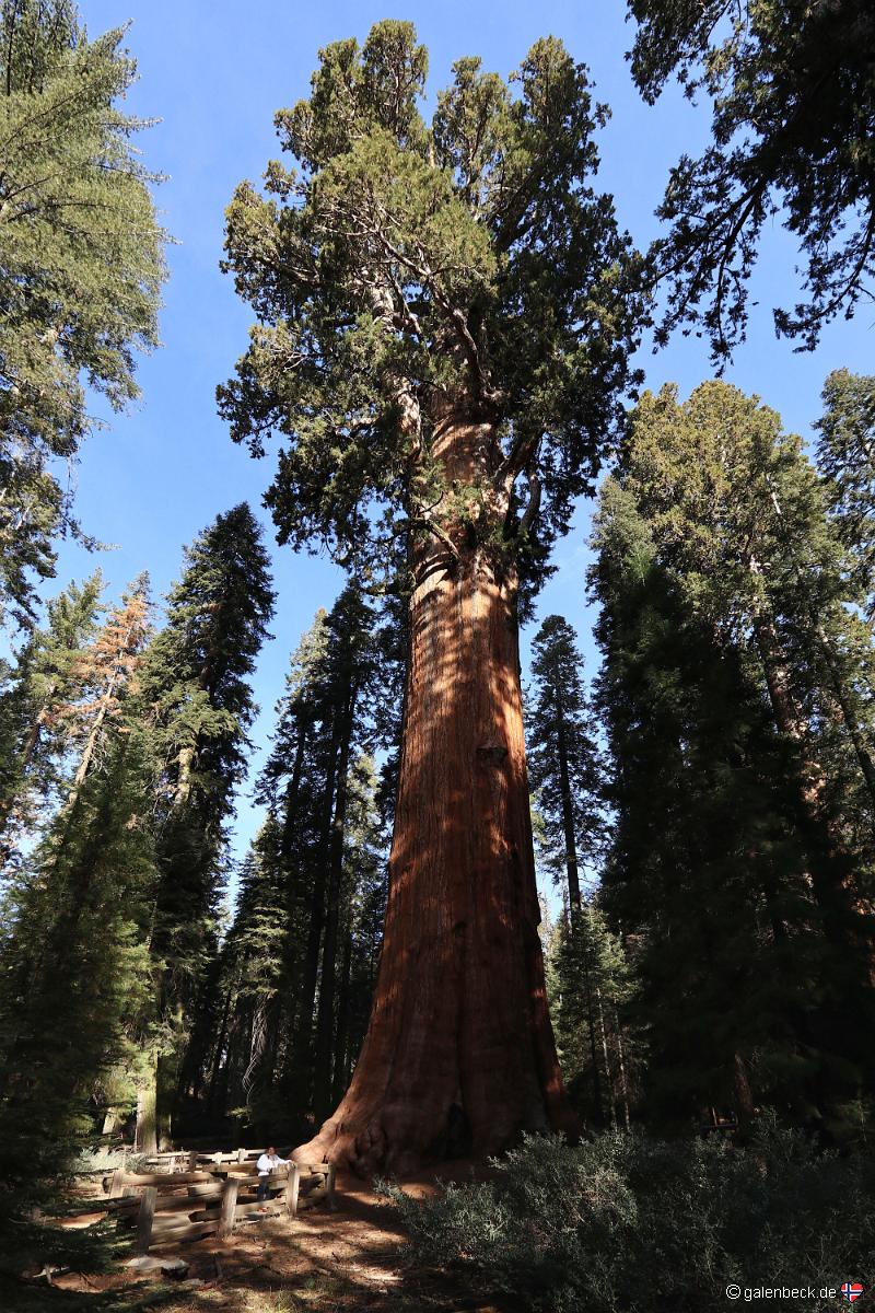 Sequoia National Park
