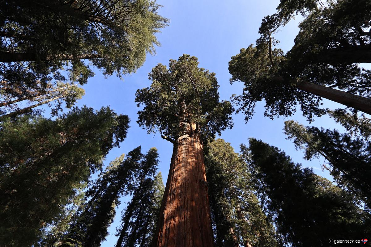 Sequoia National Park