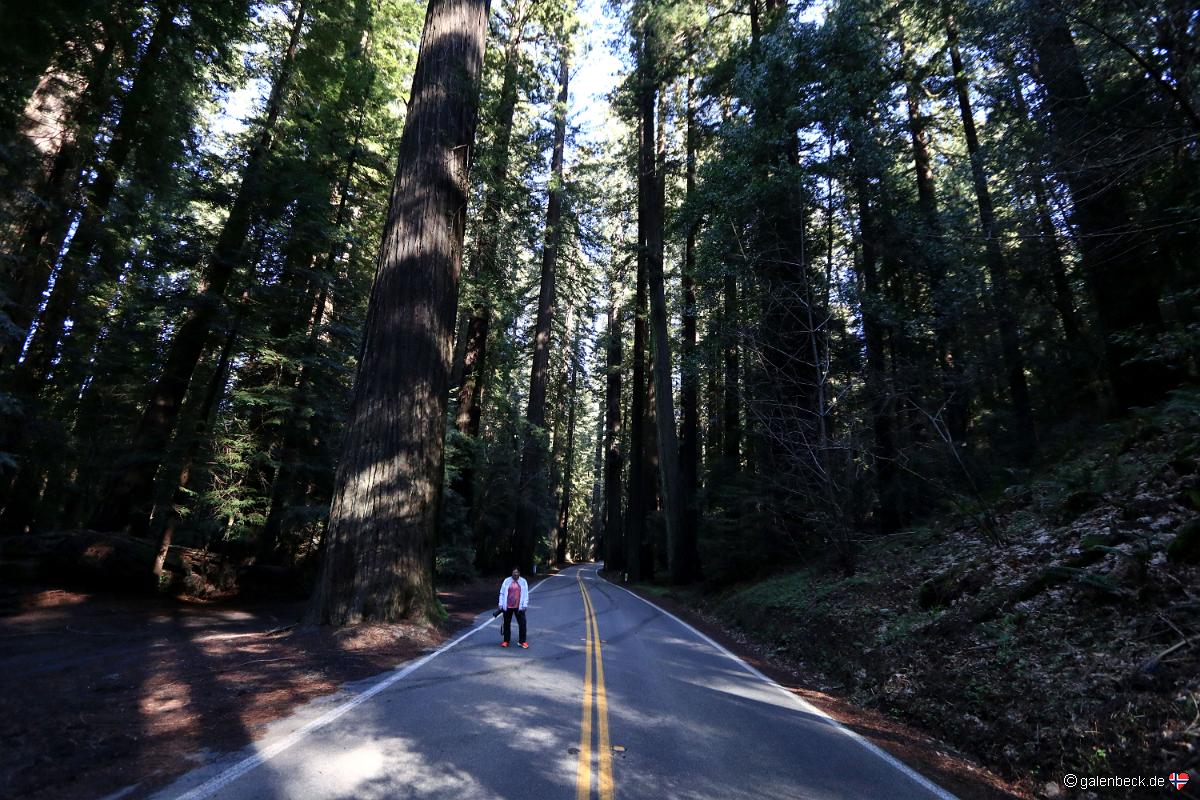 Avenue of the Giants