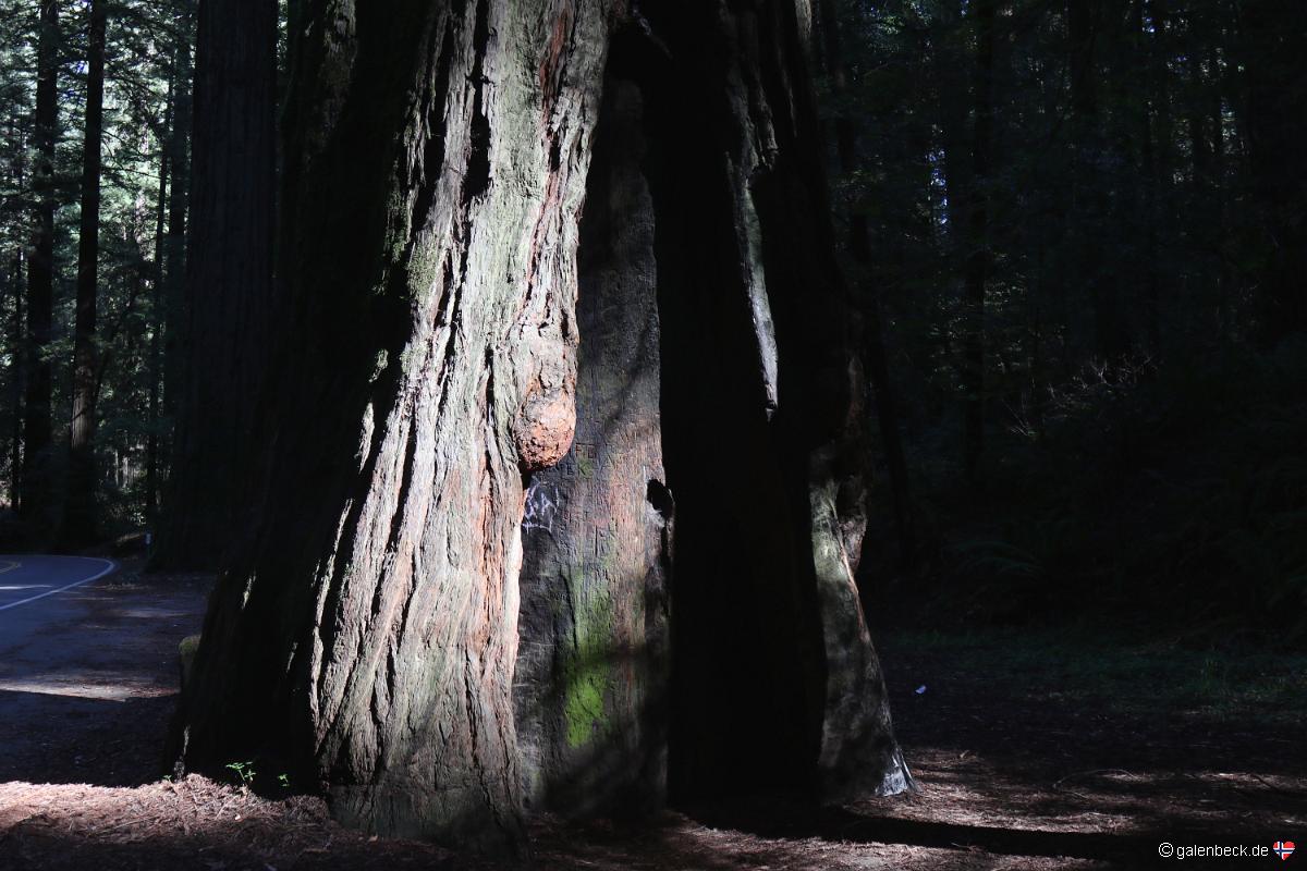 Avenue of the Giants