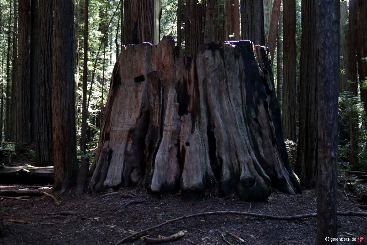 Avenue of the Giants