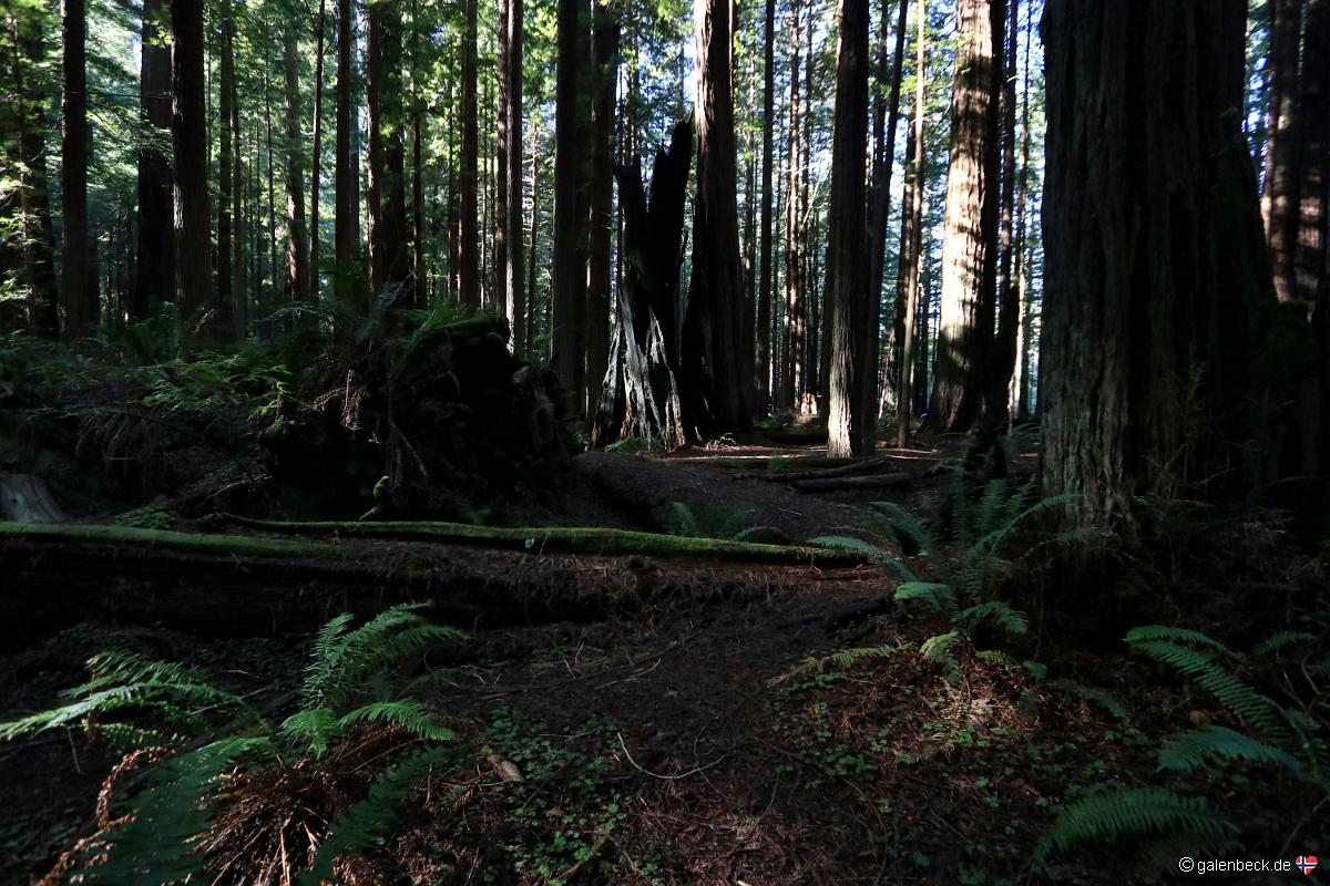 Avenue of the Giants