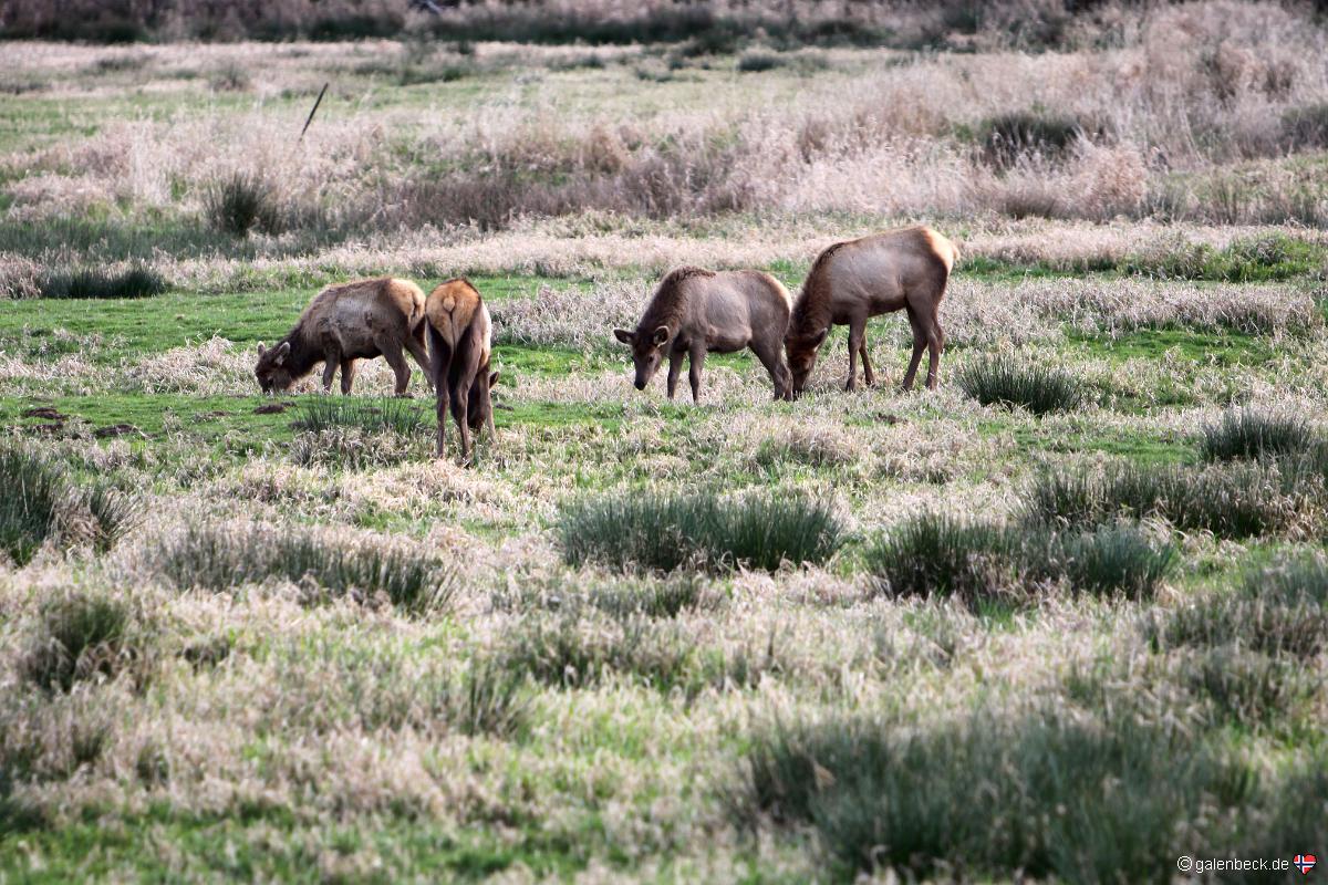Dean Creek Wildlife Area