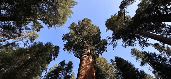 Sequoia National Park