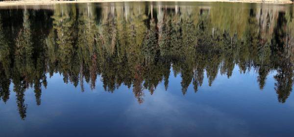 Sequoia Lodge Pond