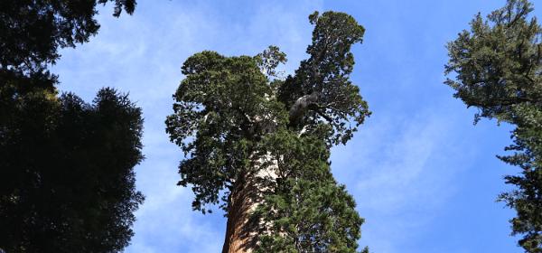 Kings Canyon National Park