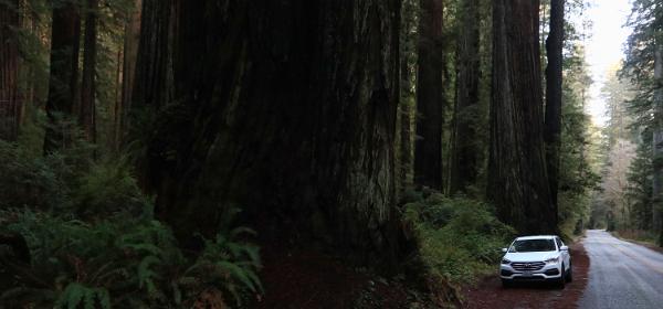 Redwood National Park