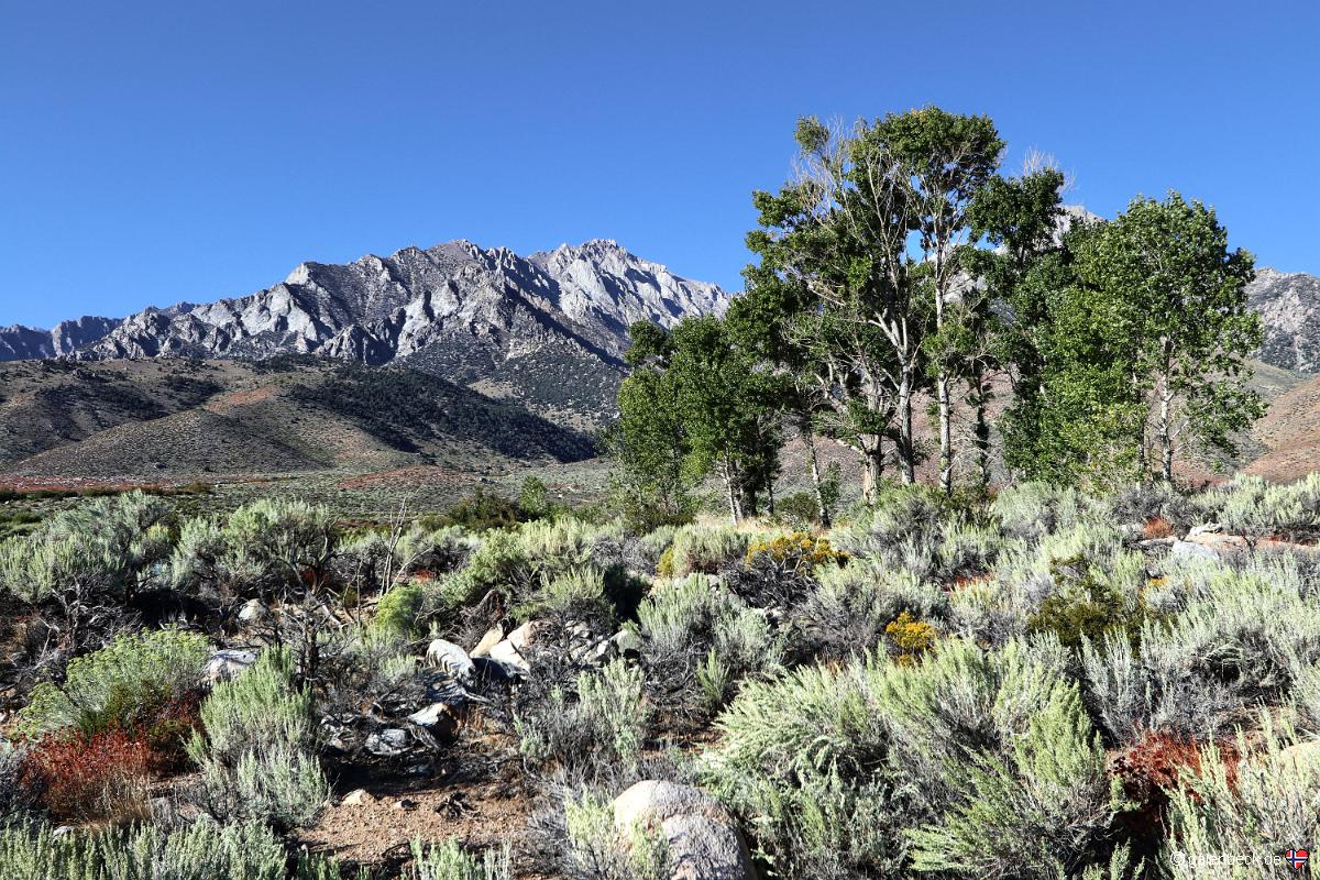 Onion Valley Road
