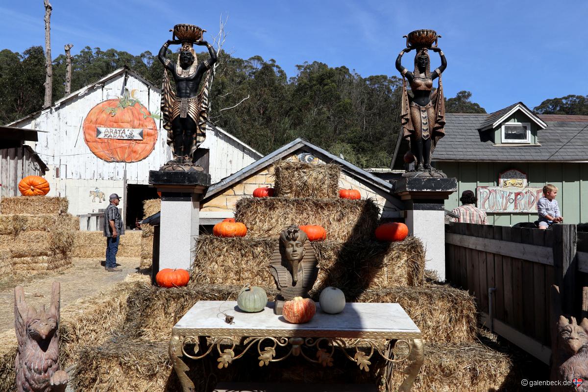 Aratas Pumpkin Farm