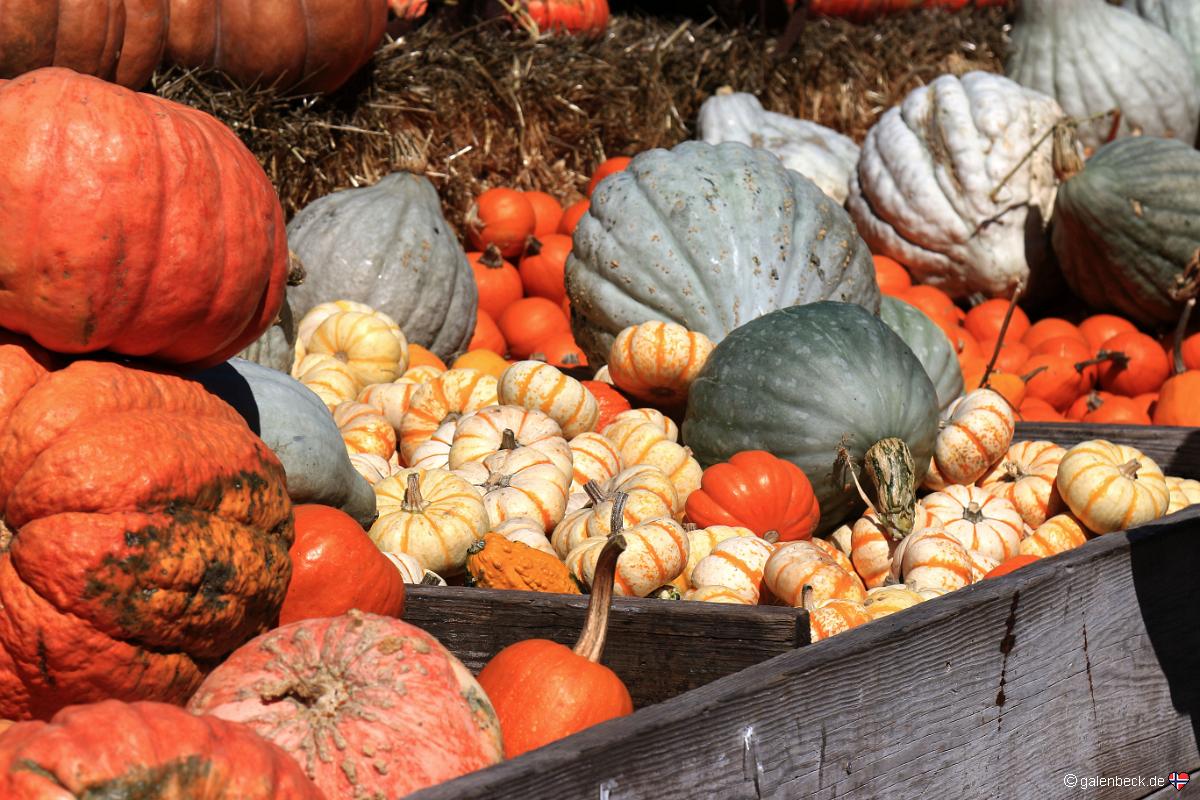 Aratas Pumpkin Farm
