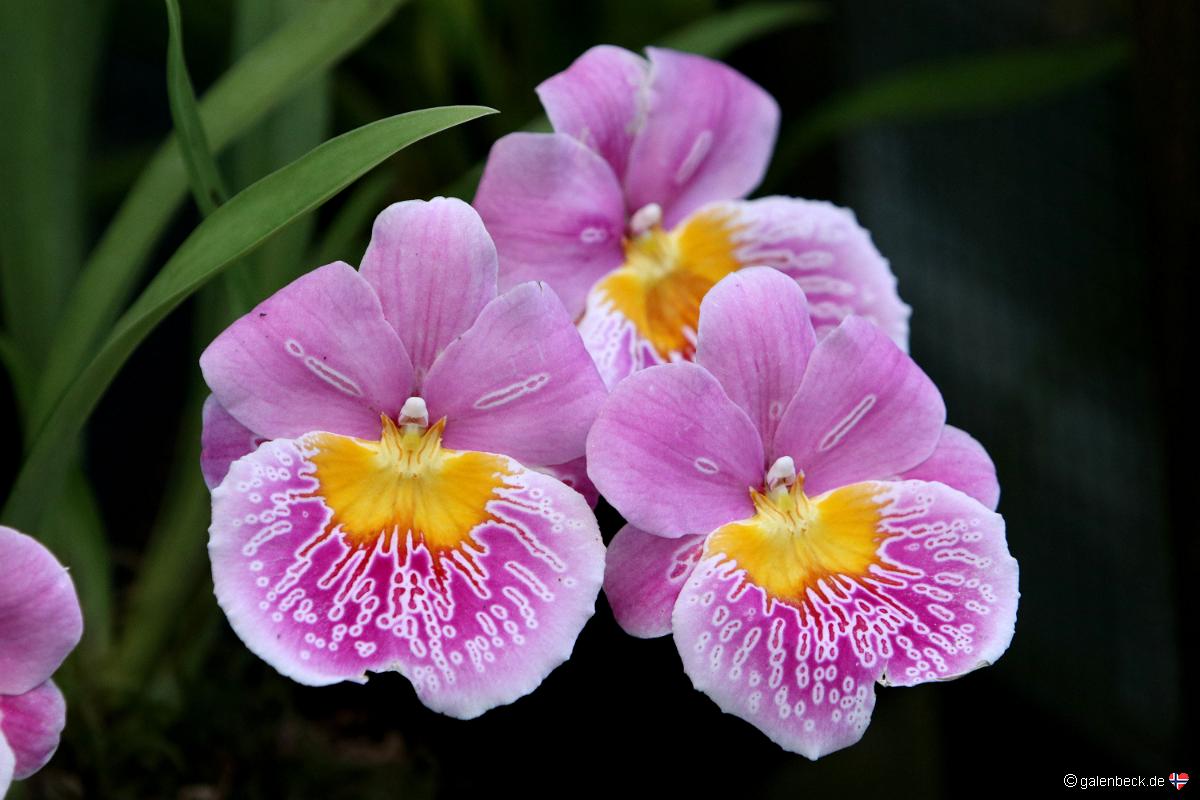 Conservatory of Flowers