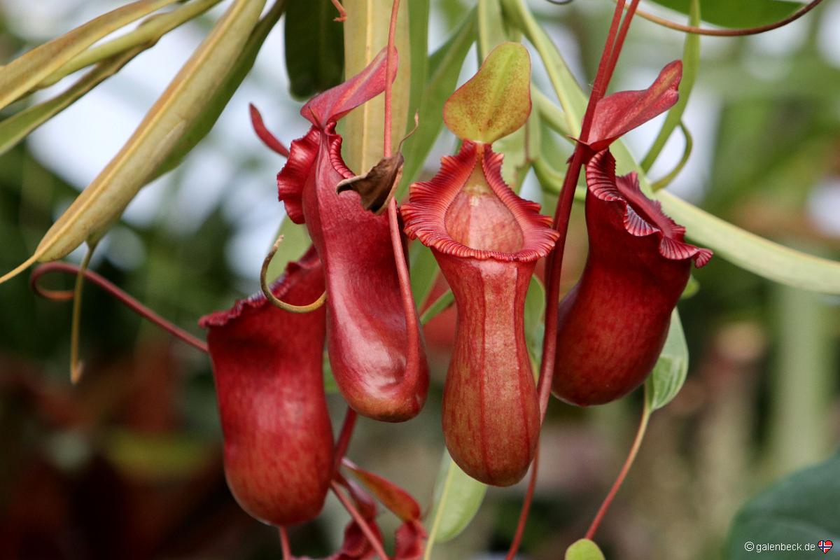 Conservatory of Flowers