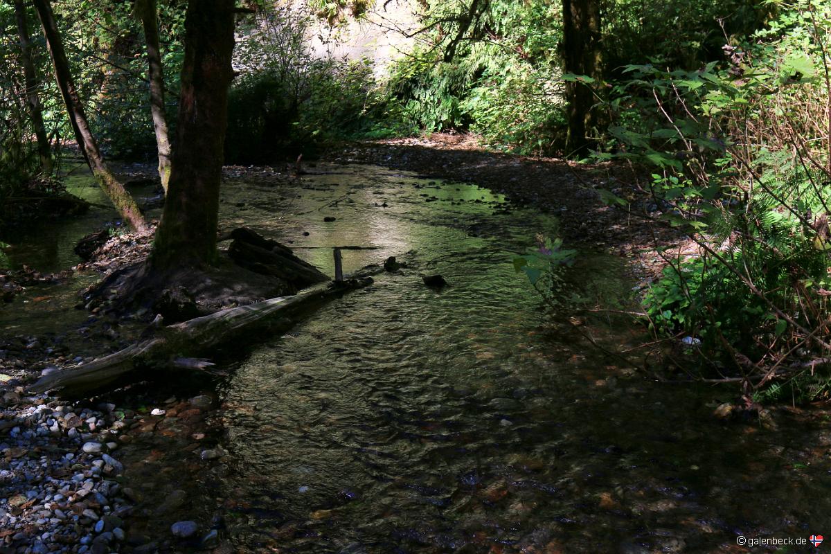 Fern Canyon