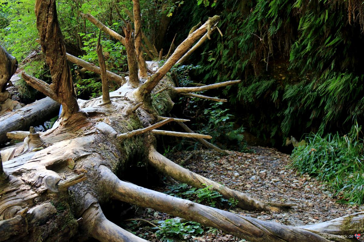 Fern Canyon