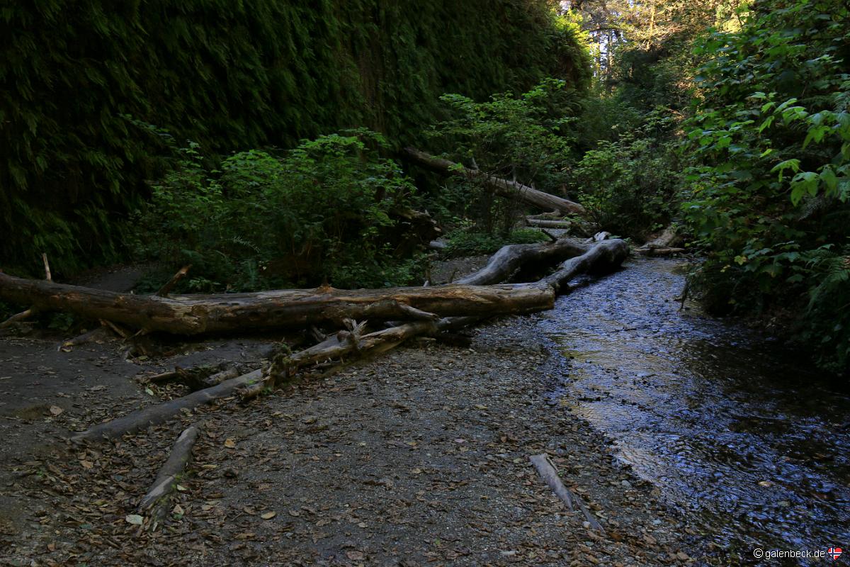 Fern Canyon