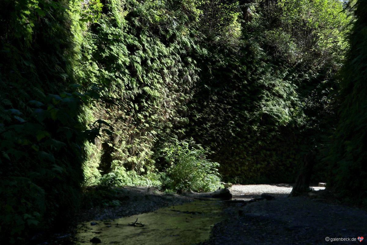 Fern Canyon