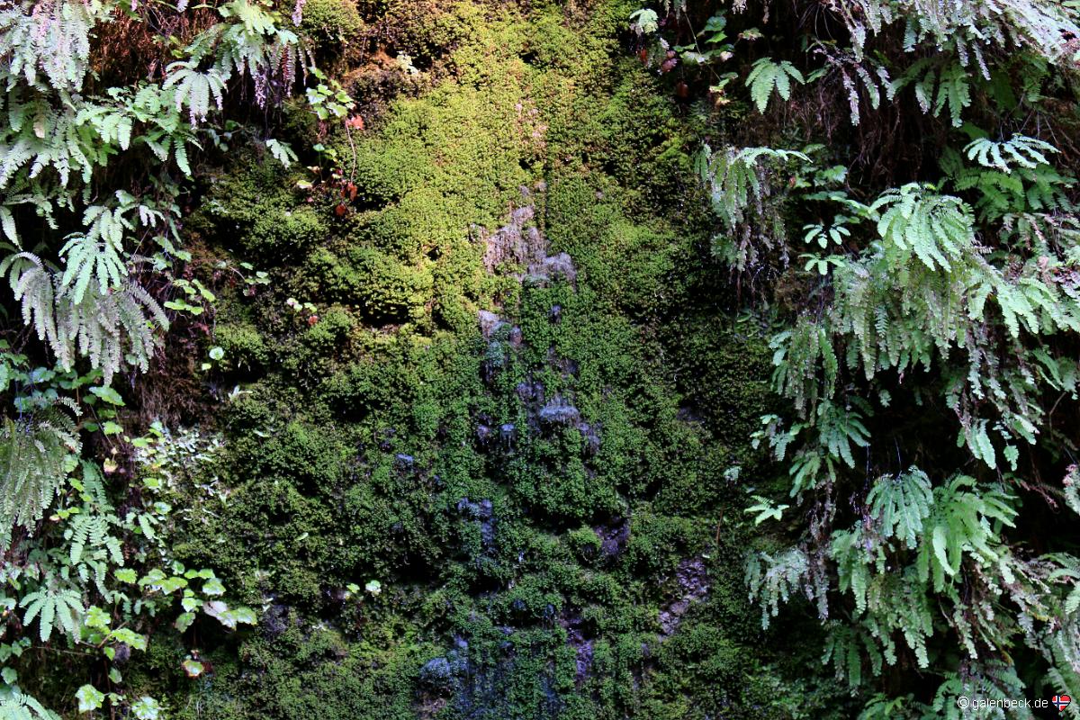 Fern Canyon