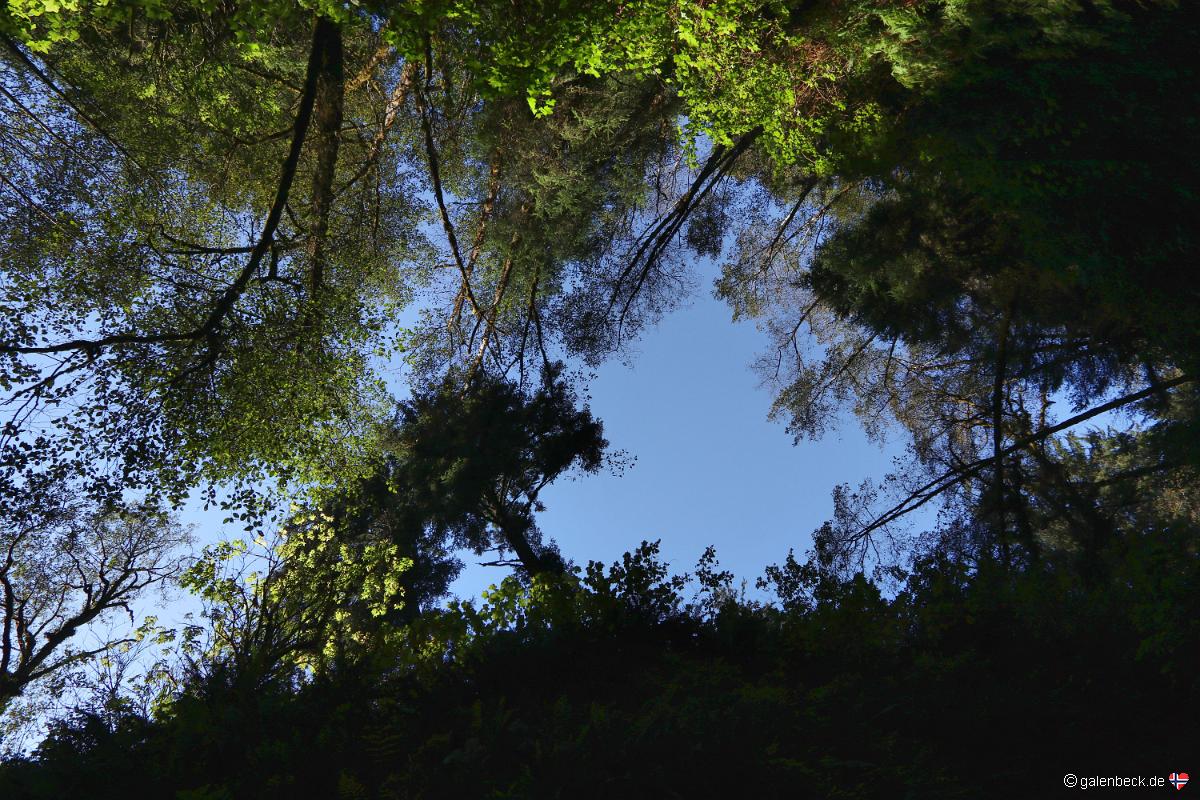 Fern Canyon