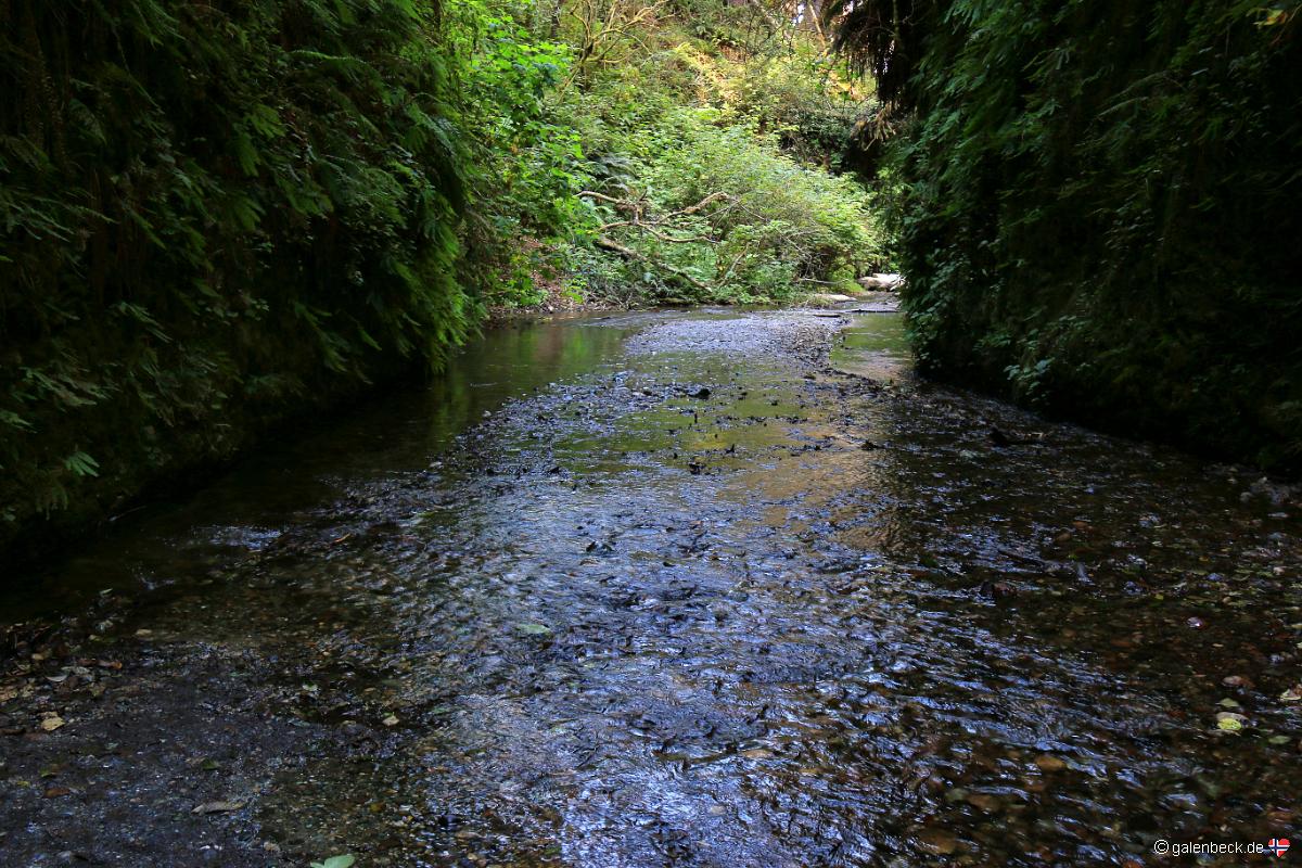 Fern Canyon
