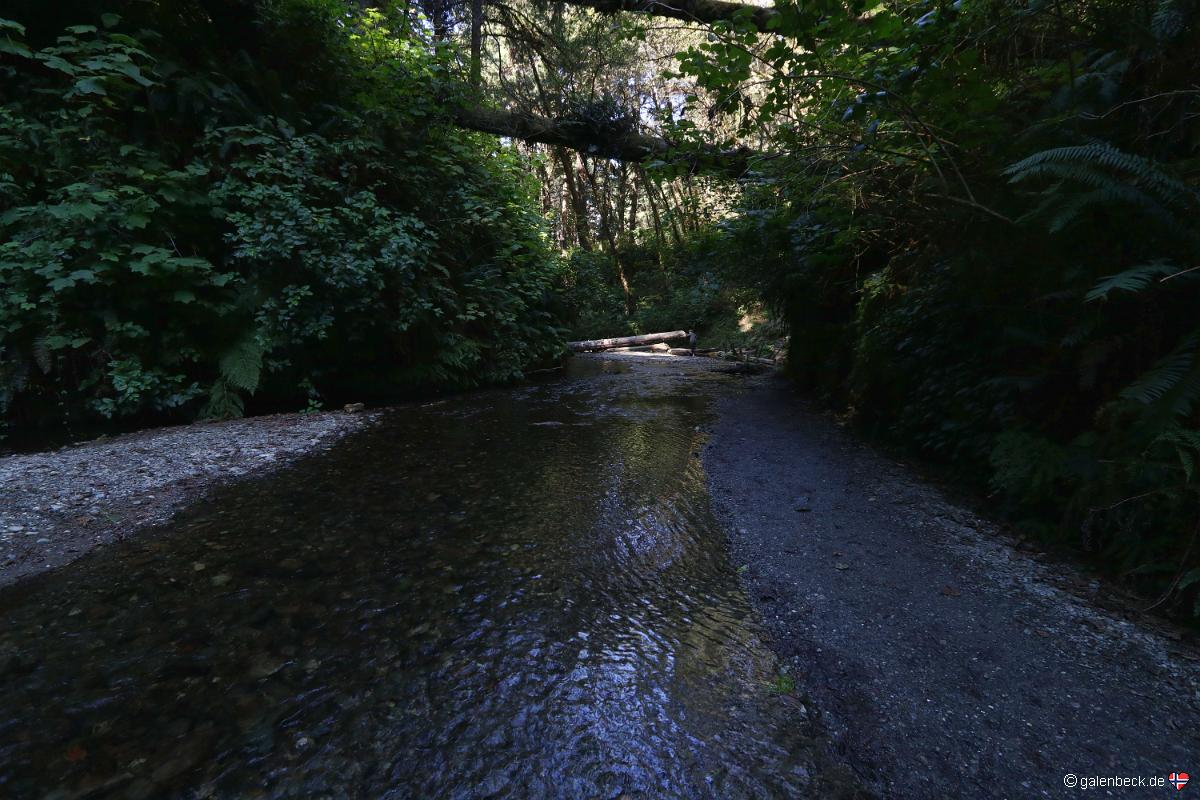 Fern Canyon