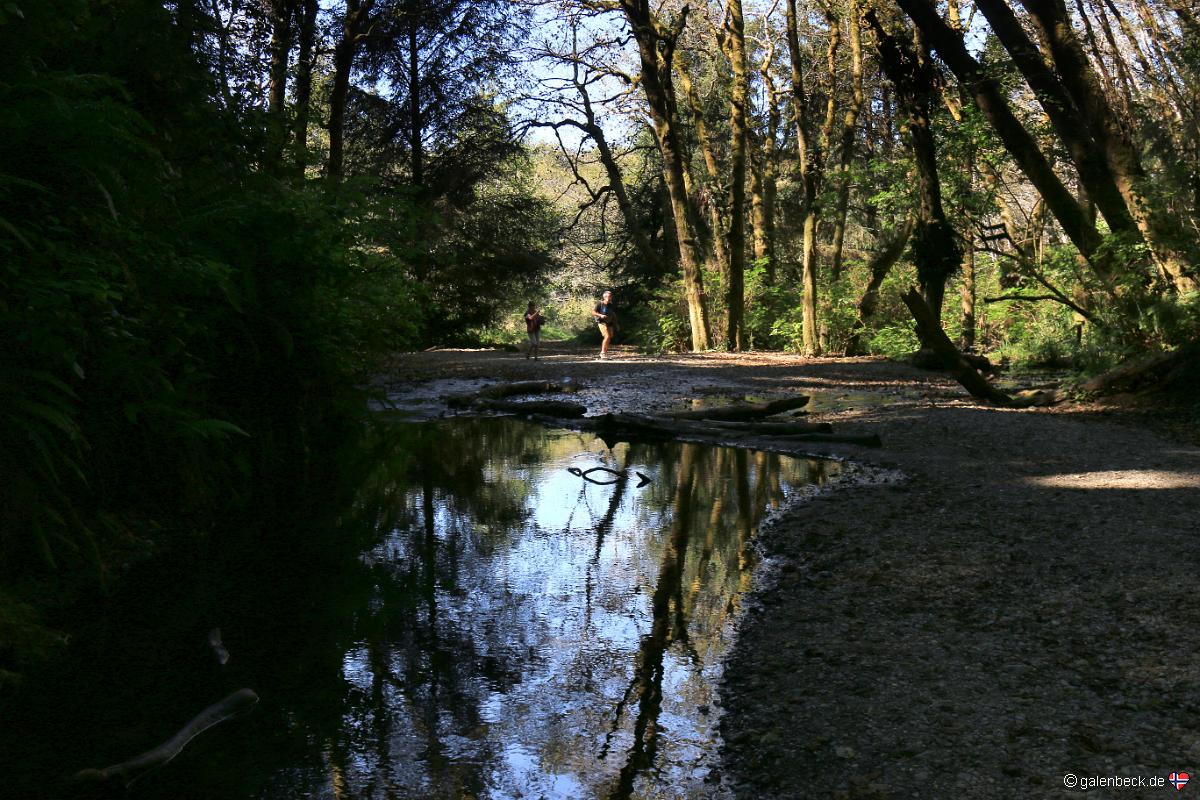 Fern Canyon